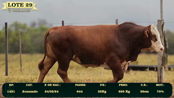 Lote LOTE 29