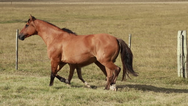 Lote Temporal DEL TERRON 5