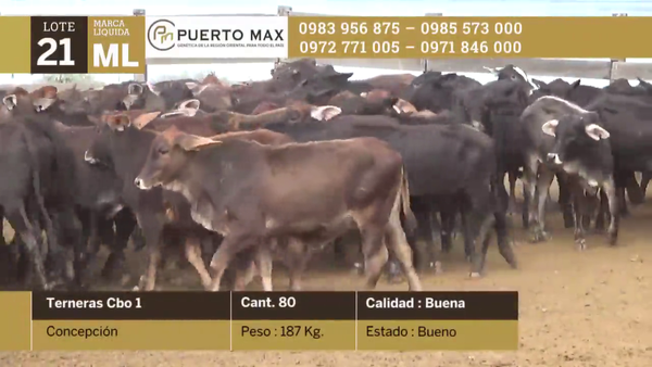 Lote Terneras más de 170 kg