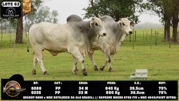 Lote LOTE 63