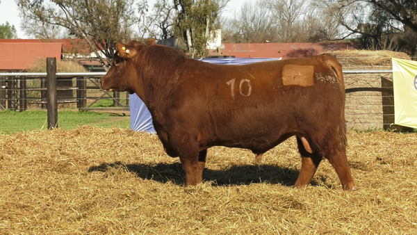 Lote TOROS ANGUS PURO CONTROLADO