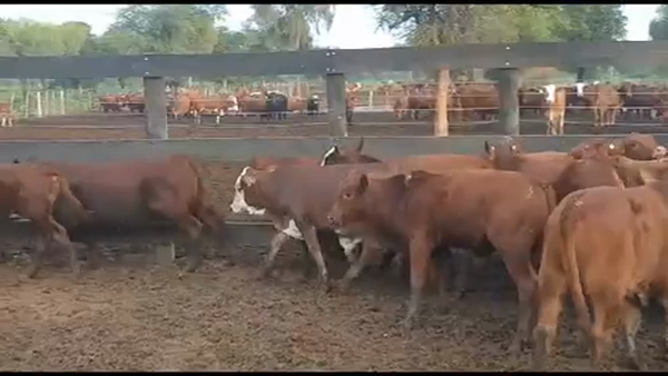 Lote 107 Terneros/as en Laguna Yema, Formosa