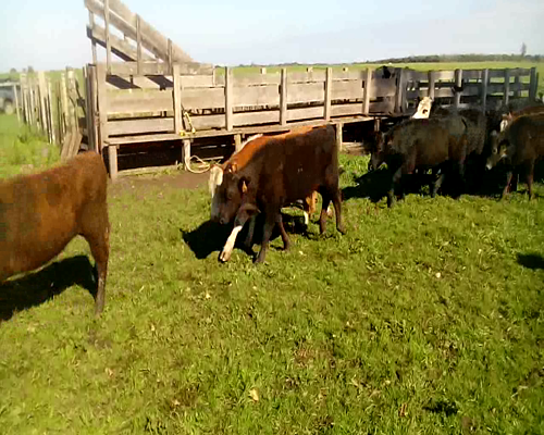 Lote 68 Terneros en Soriano