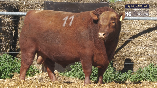 11 40170C — TOROS ANGUS PURO CONTROLADO