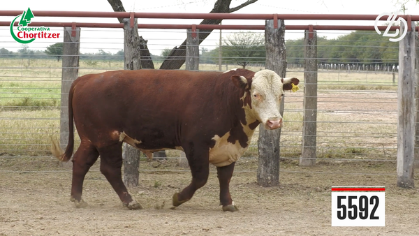 Lote Hereford