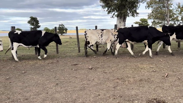 Lote NOVILLOS HOLANDO