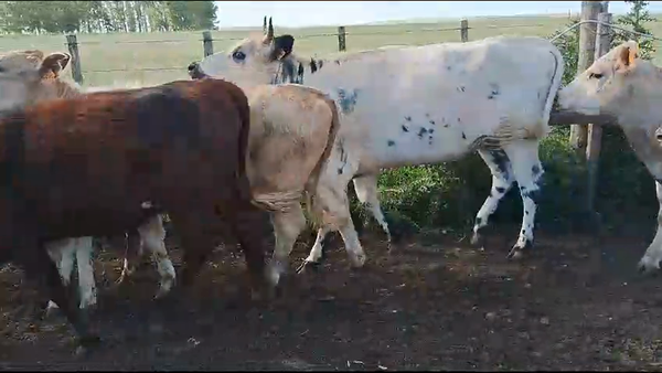 Lote (Vendido)11 Vaquillonas  Cruzas en Ruta 3 Km120