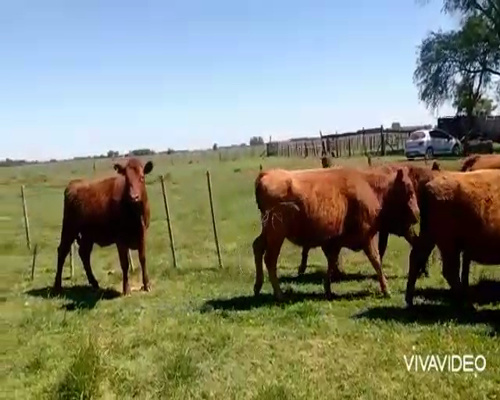 Lote 35 Vaquillonas C/ gtia de preñez en Cañuelas, Buenos Aires