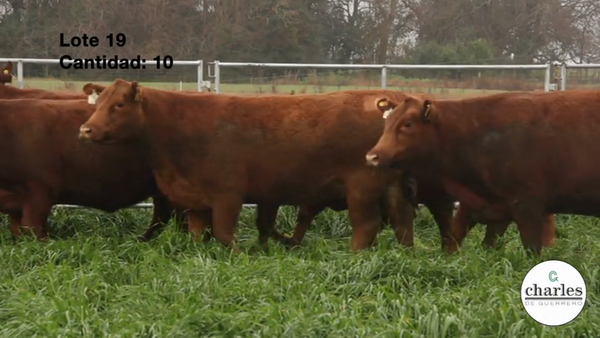 Lote Vaquillonas Coloradas M.A.S Paricion Primavera