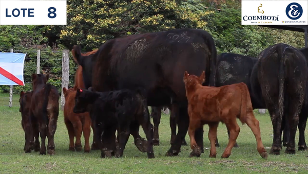 Lote CABAÑA COEMBOTÁ: 5 vaquillas MAS c/cria