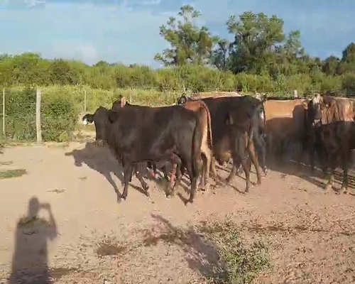 Lote 22 Vacas en Quimilí, Santiago del Estero