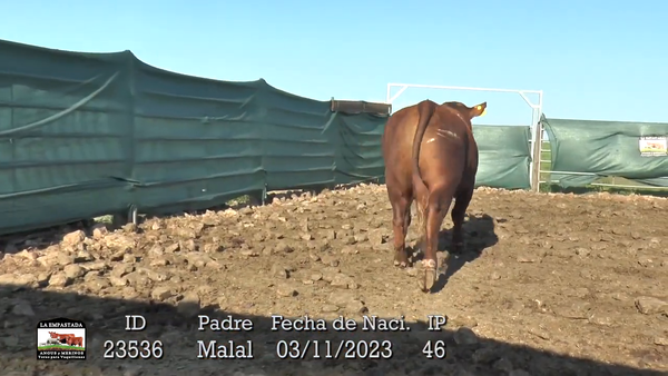 Lote 3 Toros, Durazno