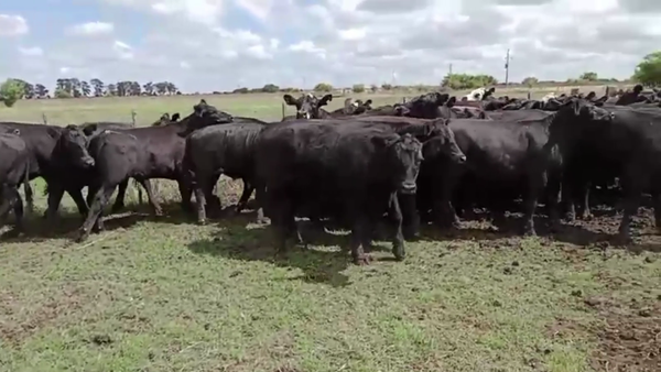 Lote 44 NOVILLOS, MAGDALENA, BS. AS.