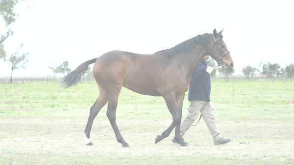 Lote FULL HAPPYNESS (JAPAN -  FELURIAN)