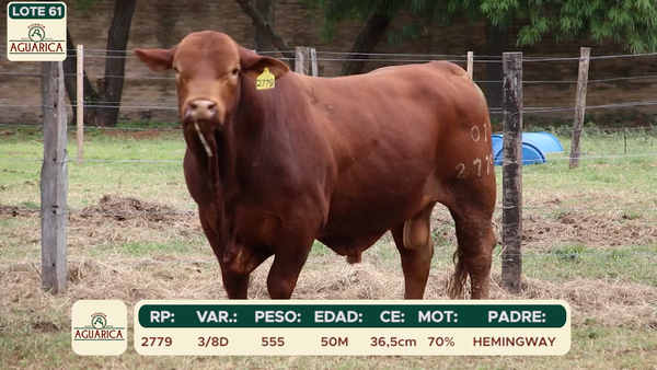 Lote LOTE 61