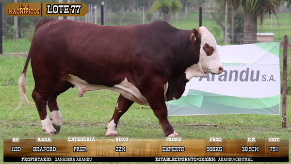 Lote LOTE 77