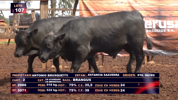 Lote ANTONIO BRUSQUETTI- LOTE 107 - EN VIVO