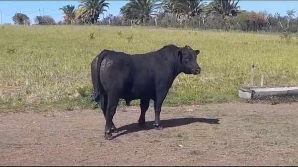 Lote TORO PI - RP 181