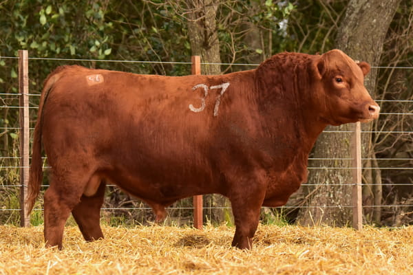 43444 — TOROS ANGUS PC