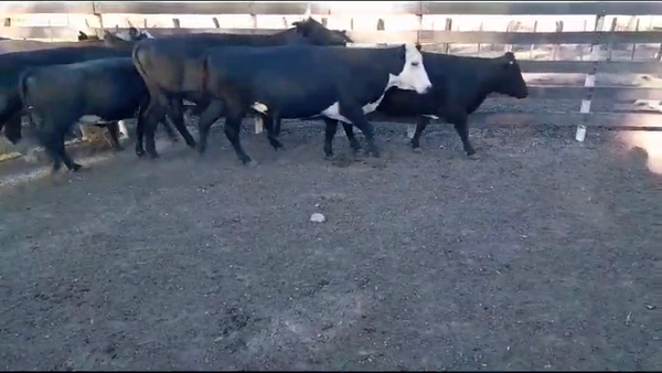 Lote 28 Vacas nuevas Preñadas en Federación, Entre Ríos