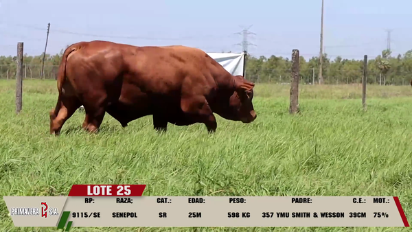 Lote LOTE 25