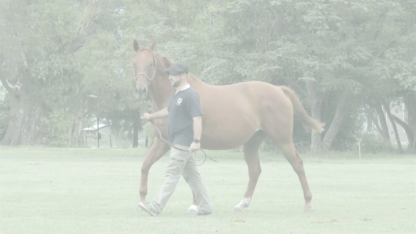 Lote MARCHANTA QUEEN (ANIMAL KINGDOM - FORTY MARCHANTA)  Preñez por Remote