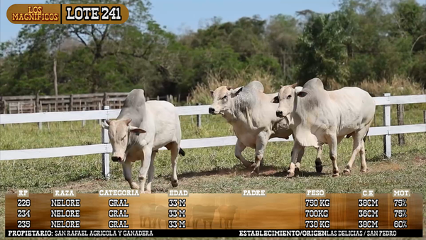 Lote LOTE 241 - VIVO