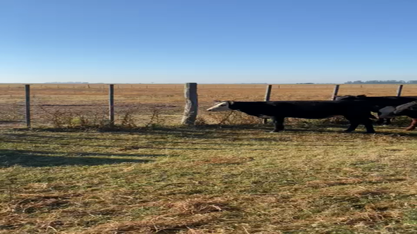 Lote 30 Terneras en Daireaux, Buenos Aires