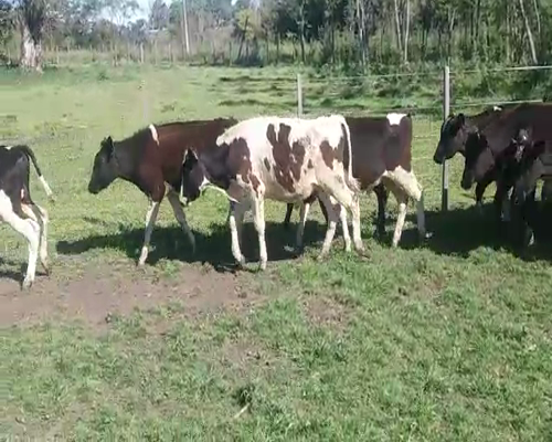 Lote (Vendido)31 Terneros HO 200kg -  en COSTAS DEL ROSARIO