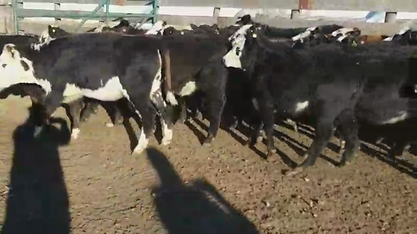 Lote 60 Terneras en Villaguay, Entre Ríos