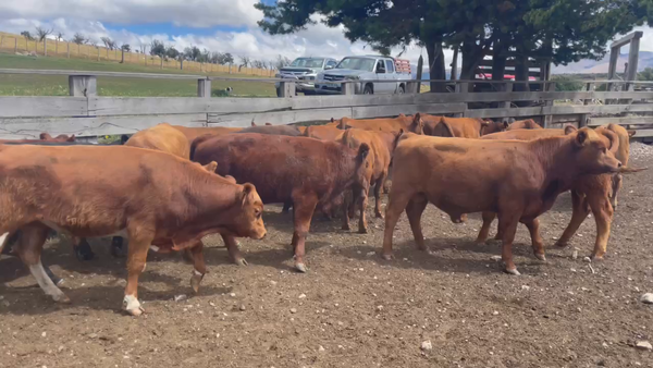 Lote 20 Ternero en Coyhaique, XI Región Aysén