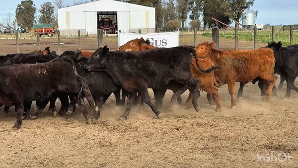 Lote 24 Terneros