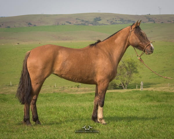 Lote Criollos da Fronteira El Gavilán Jimenita  RP: 355