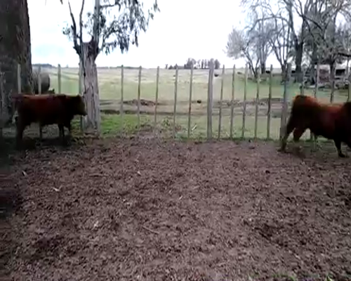 Lote 20 Terneros en Cañuelas, Buenos Aires