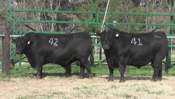 Lote TOROS ANGUS PC
