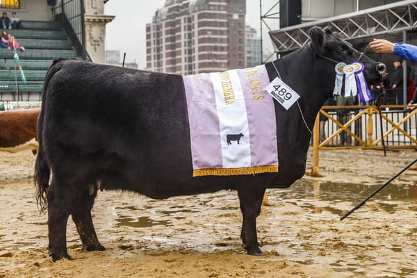 Lote EMBRIONES G942 Cinderella con Heredero