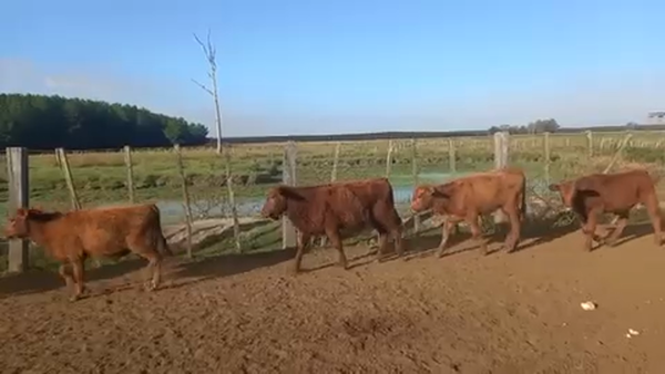 Lote 100 Terneros en Virasoro, Corrientes