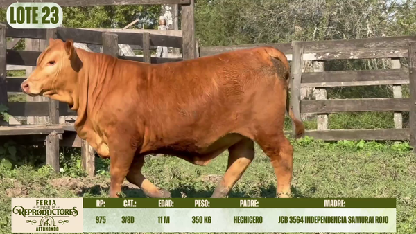 Lote LOTE 23