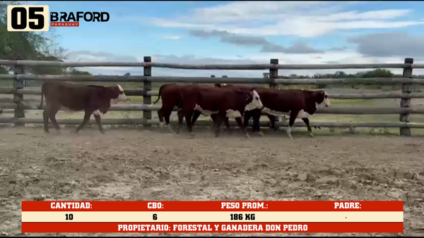 Lote LOTE 5