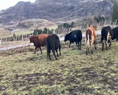 Lote 11 Vaca Preñada en XI Región Aysén, Coyhaique