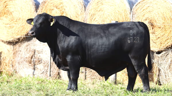 Lote LOTE 38
