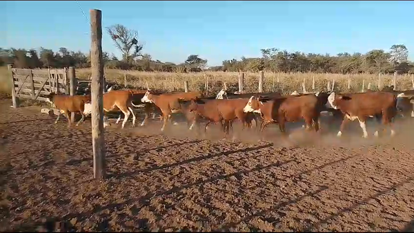 Lote 90 Terneros/as en Los Juríes, Santiago del Estero