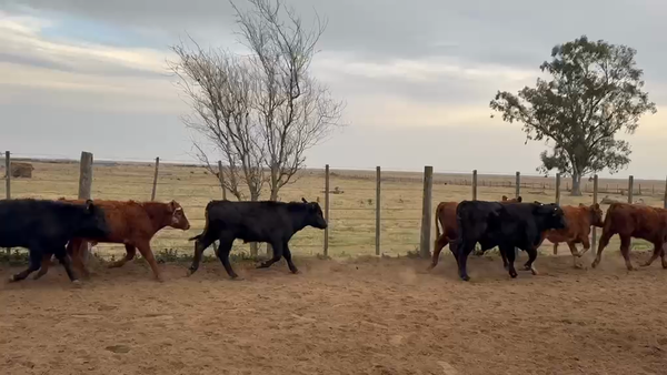 Lote 63 Terneros en Viamonte, Córdoba