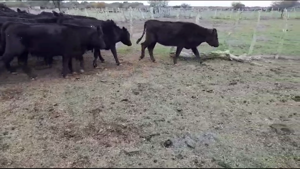 Lote 35 Vaquillonas preñadas en Villaguay, Entre Ríos