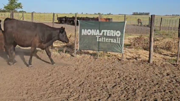 Lote 31 Vaquillonas en Bolivar