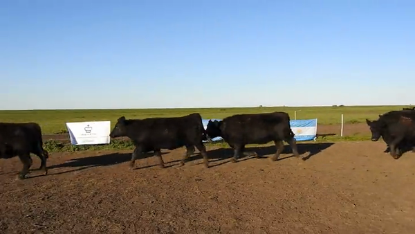 Lote 15 VAQUILLONAS ANGUS MAS