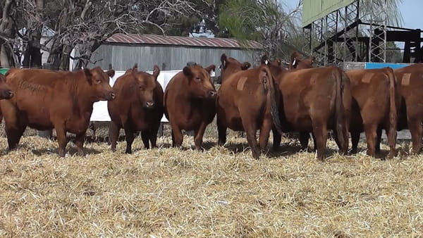 Lote VAQUILLONAS PURAS CONTROLADAS CON GARANTÍA DE PREÑEZ