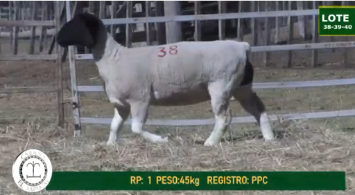 Lote OVINOS HEMBRAS 38