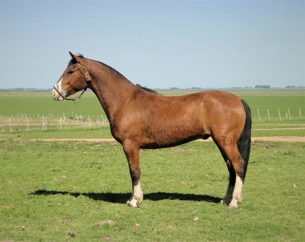 Lote Criollos da Fronteira Cañada Jaguary  RP: 334