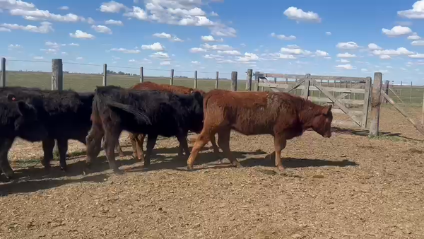 Lote Terneros/as en América, Buenos Aires